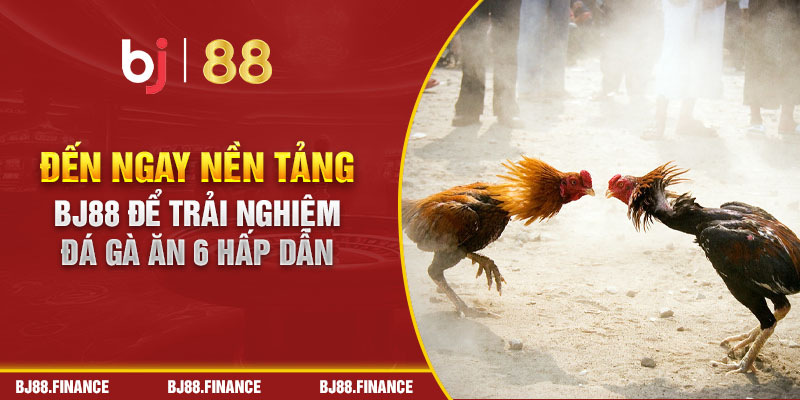 Đến ngay nền tảng BJ88 để trải nghiệm đá gà ăn 6 hấp dẫn