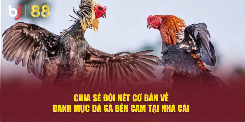 Chia sẻ đôi nét cơ bản về danh mục đá gà bên Cam tại nhà cái