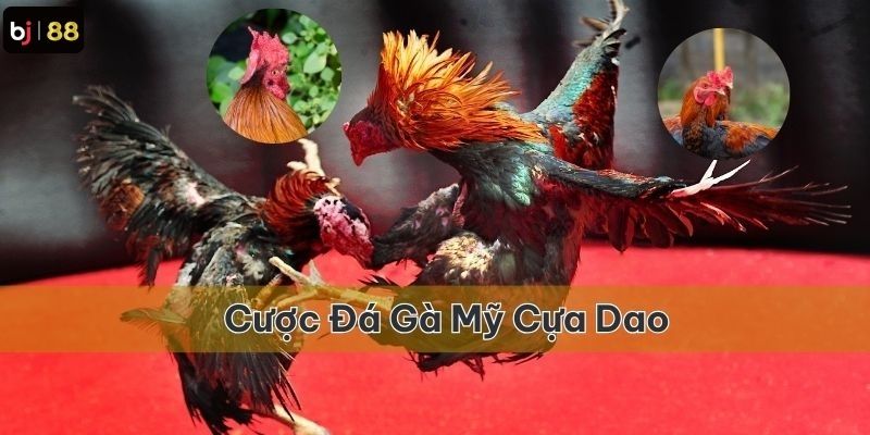 Đá gà Mỹ cựa dao là loại hình cược được sử dụng phổ biến nhất 