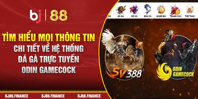 Tìm hiểu mọi thông tin chi tiết về hệ thống đá gà trực tuyến Odin gamecock