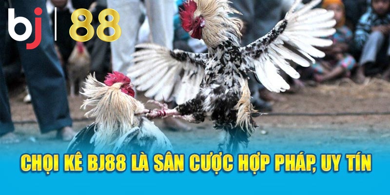 Chọi kê BJ88 là sân cược hợp pháp, uy tín