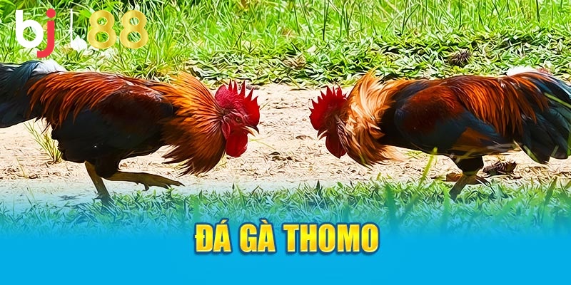 Đá gà Thomo