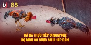 đá gà trực tiếp singapore