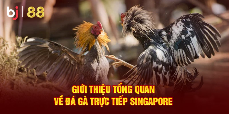 Giới thiệu tổng quan về đá gà trực tiếp Singapore