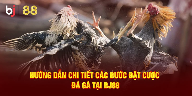 Hướng dẫn chi tiết các bước đặt cược đá gà tại Bj88