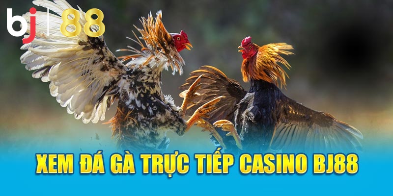 Xem đá gà trực tiếp casino BJ88